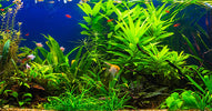 Planted freshwater aquarium with tropical fish