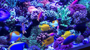 How to Bring Shy Fish Out from Your Aquarium Rockwork