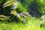 Group of bronze Corydoras catfish swimming over a planted aquarium carpet