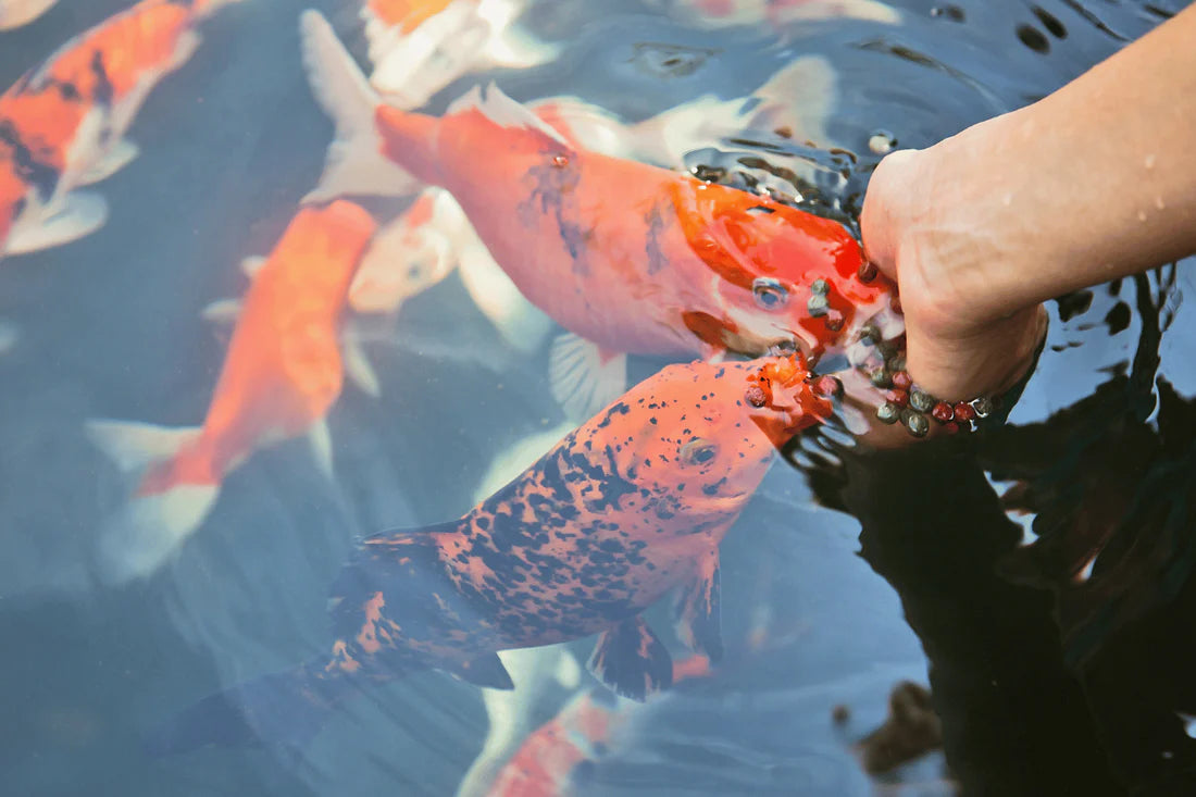 Seasonal Fish Feeding: Adjusting Your Fish’s Diet Throughout the Year