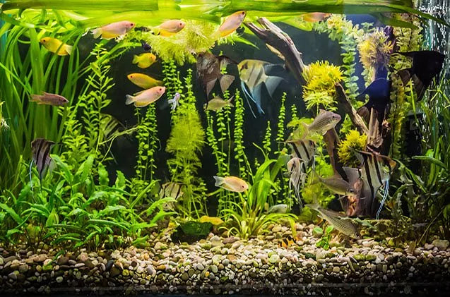 Easy Tips for Improved Aquarium Water Quality