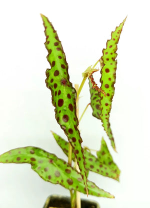 ADA Begonia amphixious