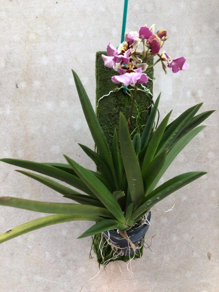 Mini Orchid - Tolumnia (Jairak x sylvestris 'mauve)