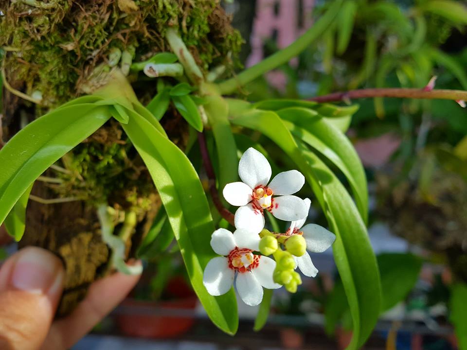 Mini Orchid - Sarcochilus (hartmanii 'white')