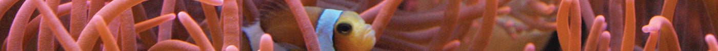 Marine Inverts - Anemones