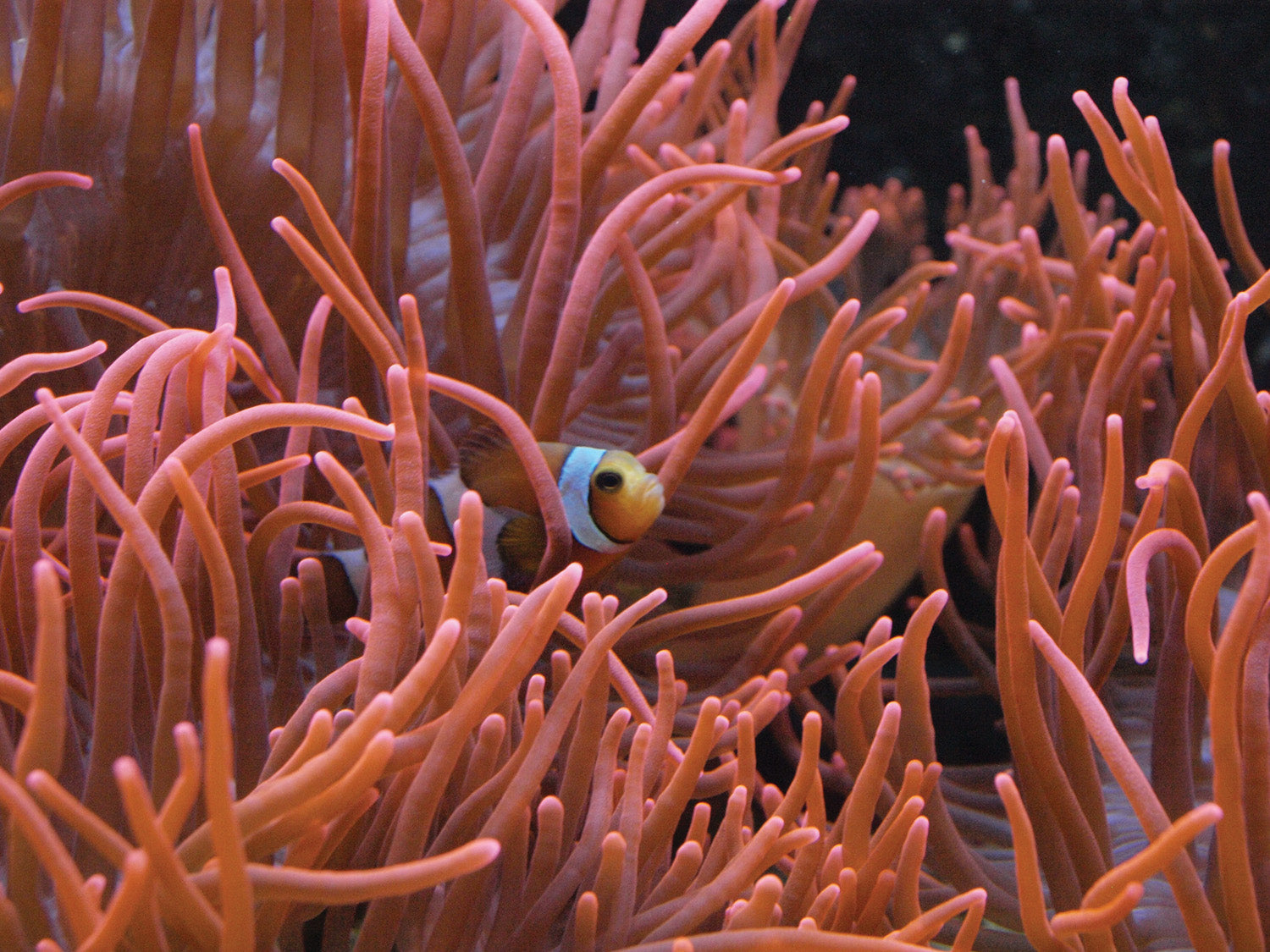 Marine Inverts - Anemones