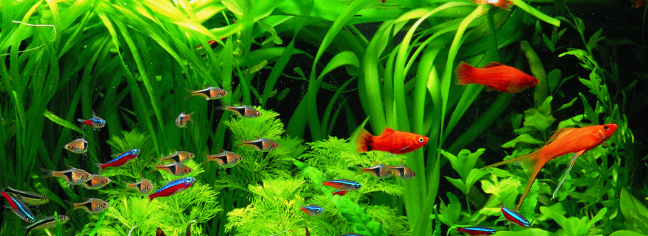 Aquarium plant deficiency