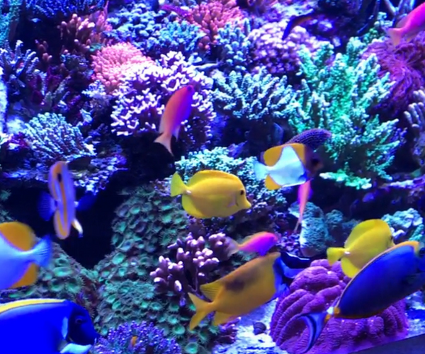How to Bring Shy Fish Out from Your Aquarium Rockwork – Dorry Pets