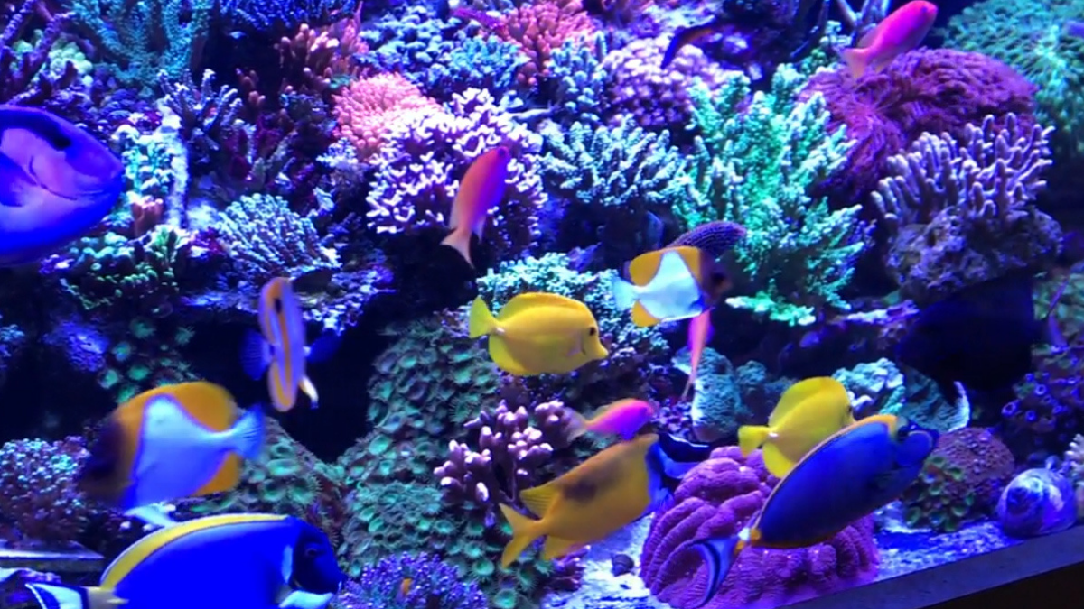 How to Bring Shy Fish Out from Your Aquarium Rockwork