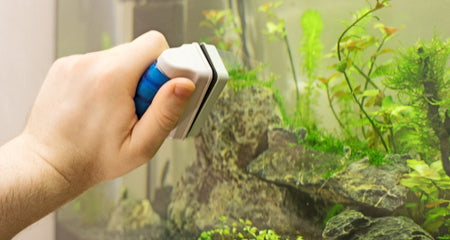 Easy Ways to Control Algae Growth