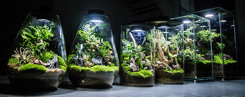 Terrariums