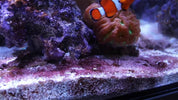 Simple Ways to Prevent Cyanobacteria { Red Slime Algae }