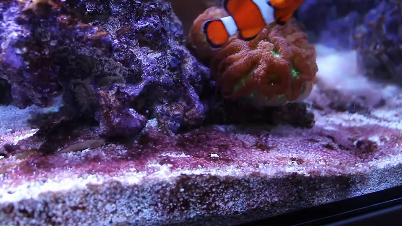 Simple Ways to Prevent Cyanobacteria { Red Slime Algae }