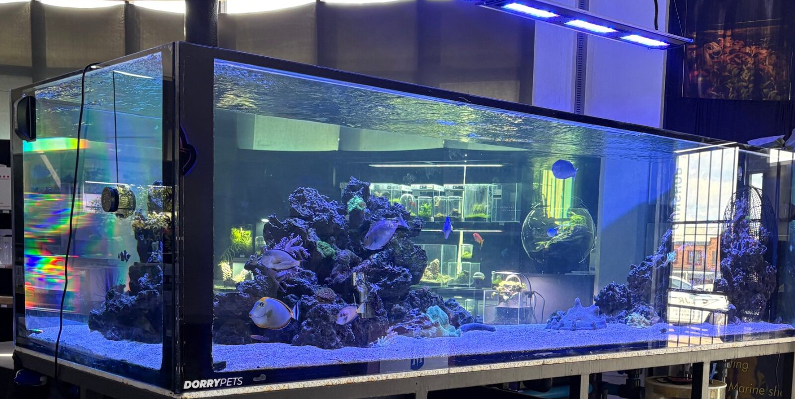 Marine reef display aquarium at the Dorry Pets store in Centurion