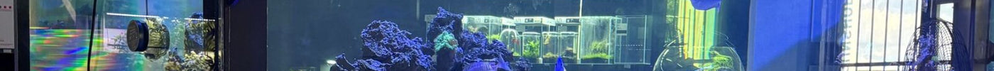 Marine reef display aquarium at the Dorry Pets store in Centurion
