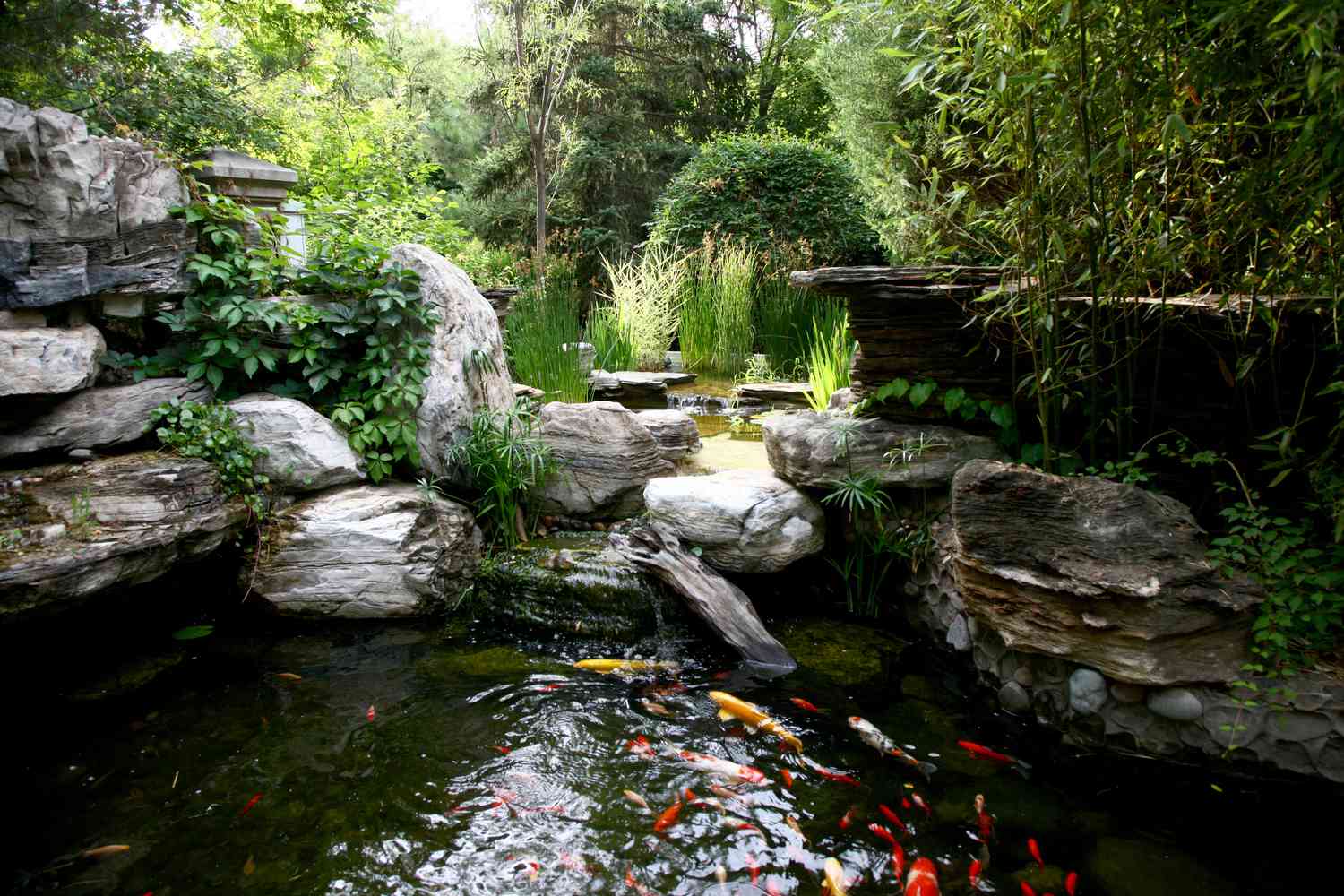Fall and Winter-Feeding Tips for Pond Fish