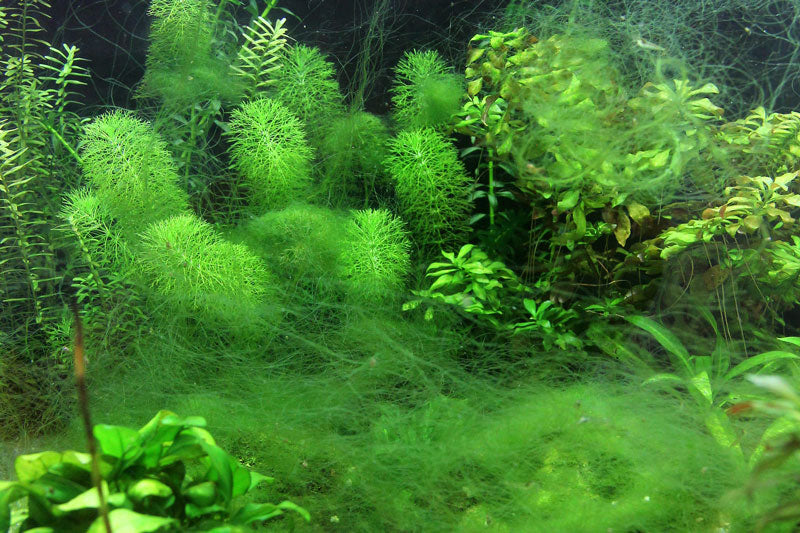 10 Ways to Say “Adios” to Algae