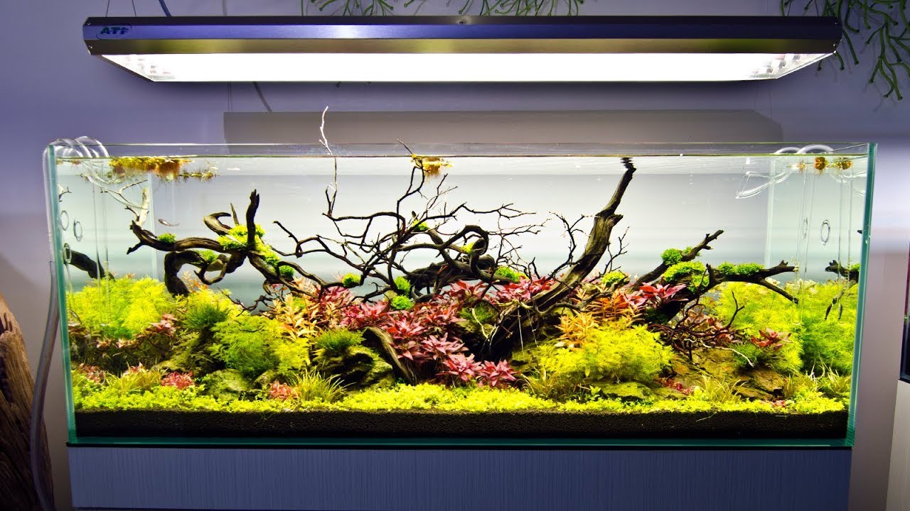 Going on Vacation? Automate Basic Aquarium Functions