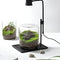 Terrarium Lights