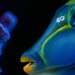 Collection image for: Marine