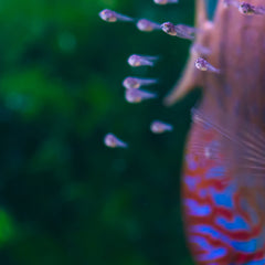 Collection image for: Tropical