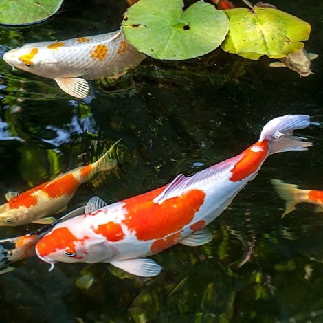 Live Koi & Pond Fish