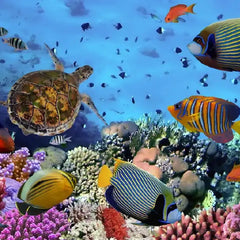 Collection image for: Live Marine Fish & Corals