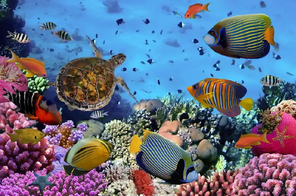 Live Marine Fish & Corals