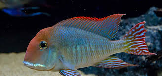 Live Tropical & Freshwater Fish
