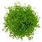 Aquatic Plants