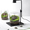 Terrarium Lights