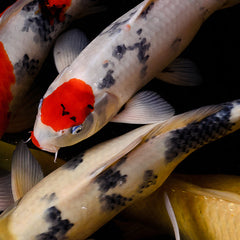 Collection image for: Koi