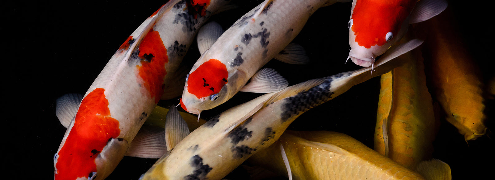 Koi