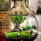 Terrariums