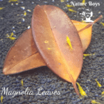 NatureBoys Magnolia Leaves