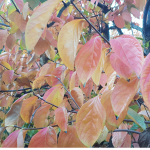 NatureBoys Persimmon Leaves