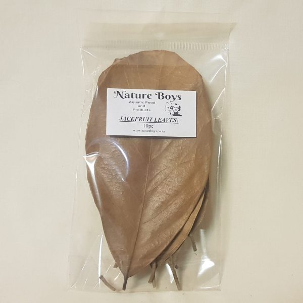 NatureBoys Jackfruit Leaves