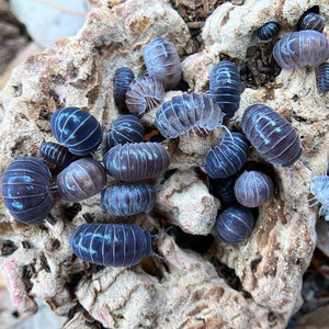 Hissing Isopods - Armadillo officinalis (Colony of 5)