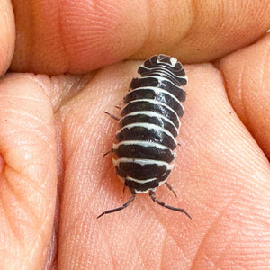 Zebra Isopod - Armadillidium maculatum (Colony of 5)