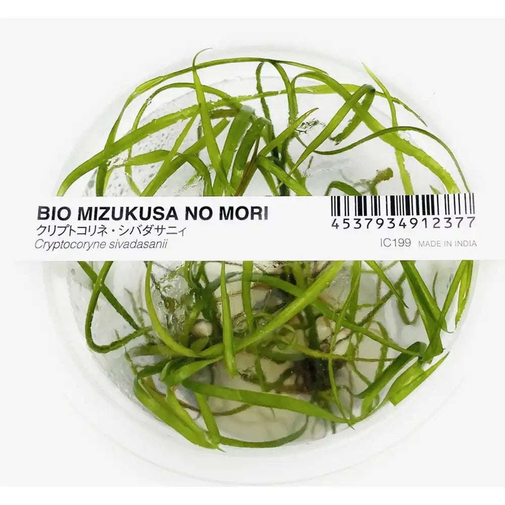 ADA Cryptocoryne sivadasanii IC199