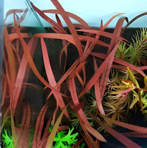 ADA TISSUE CULTURE - CRYPTORYNE SPIRALIS 'TIGER' IC198