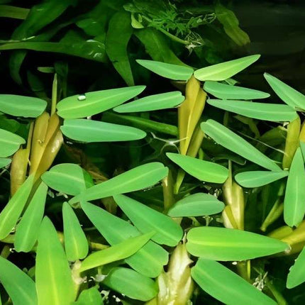 ADA Tissue Cultrure Hygroriza aristata