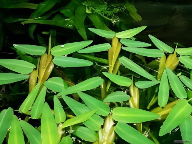 ADA Tissue Cultrure Hygroriza aristata