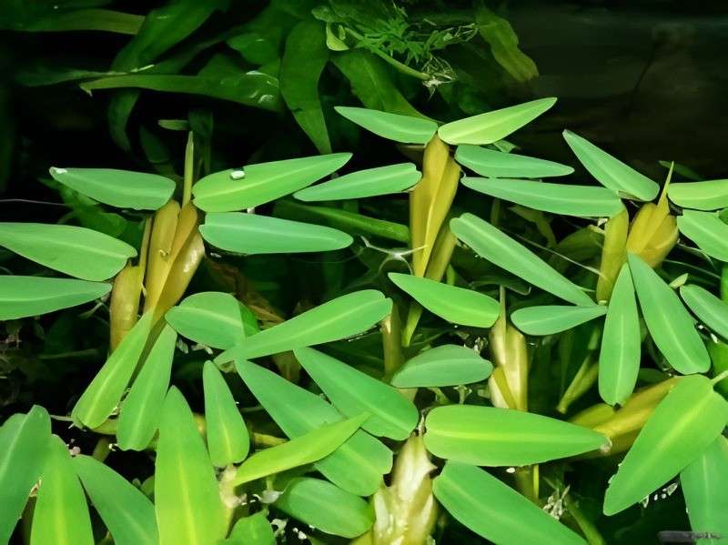 ADA Tissue Cultrure Hygroriza aristata