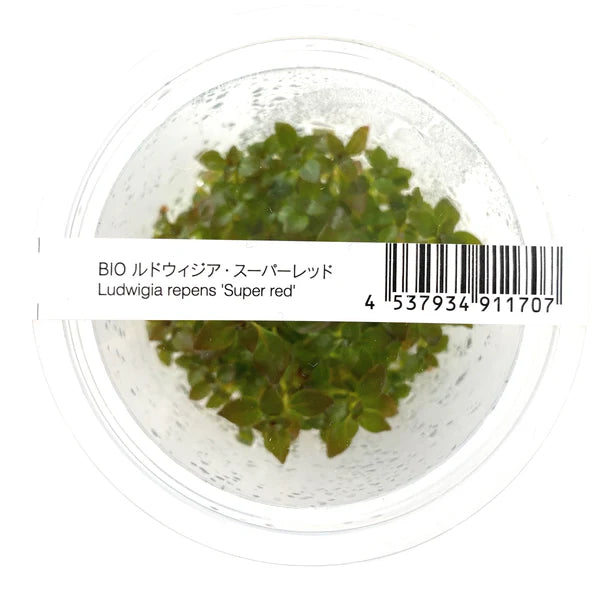 ADA Tissue Culture Ludwigia repens 'Super Red'