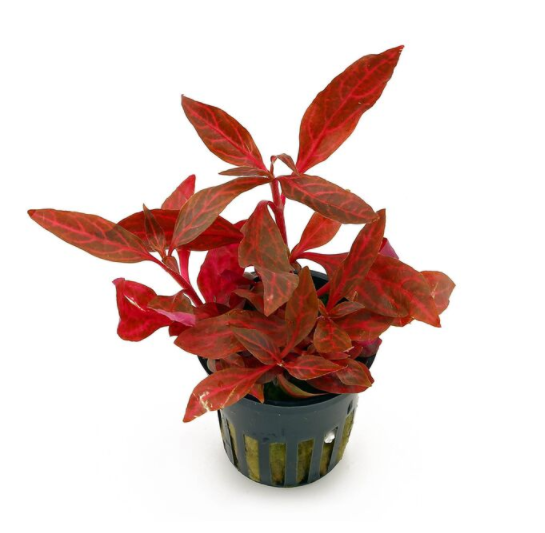 Epic Aquatics Alternanthera reineckii "rosanervig"