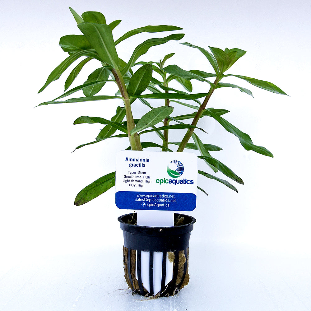 Epic Aquatics Ammannia gracilis