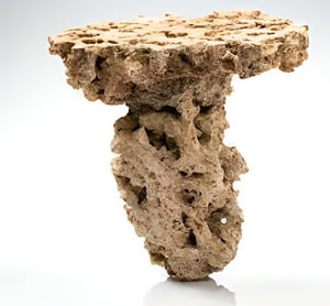 CARIBSEA - MOANI SHROOMS 11.3KG