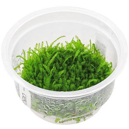 ADA Tissue Culture Callicostella prabaktiana