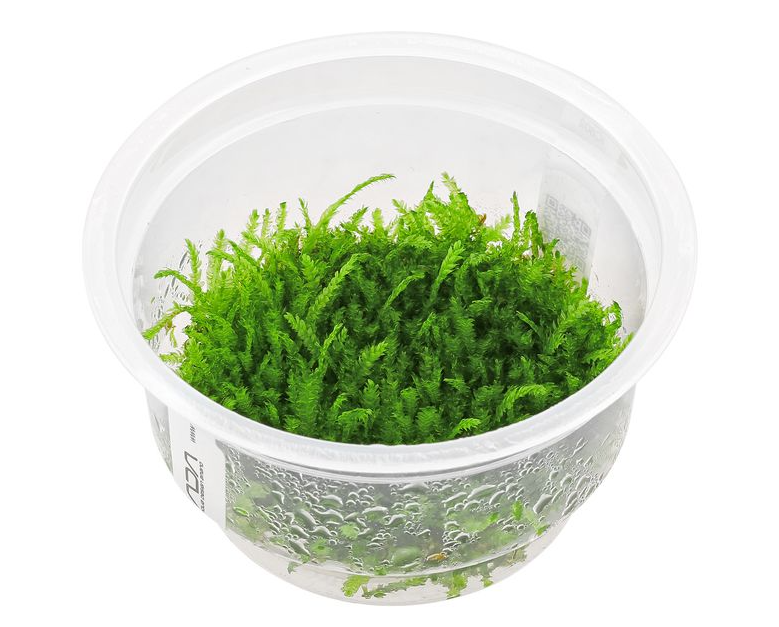 ADA Tissue Culture Callicostella prabaktiana